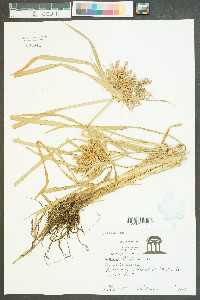 Cyperus filicinus image