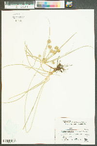 Cyperus echinatus image