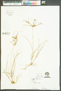 Cyperus echinatus image