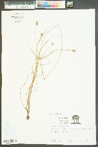 Cyperus plukenetii image