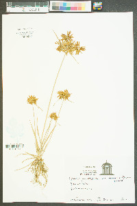 Cyperus polystachyos var. texensis image