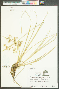 Cyperus pseudovegetus image