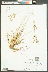 Cyperus retrorsus image