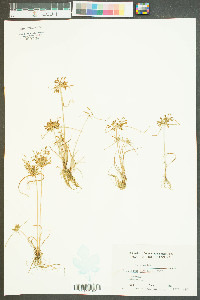 Cyperus bipartitus image