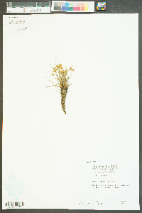 Cyperus bipartitus image