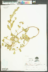 Cuphea carthagenensis image