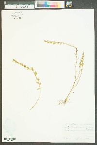 Cuphea carthagenensis image