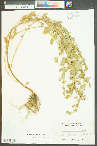 Cuphea carthagenensis image
