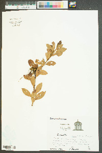 Cuscuta campestris image