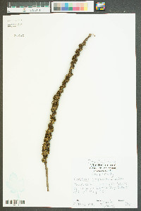 Cuscuta compacta image