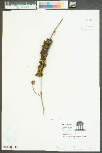 Cuscuta compacta image