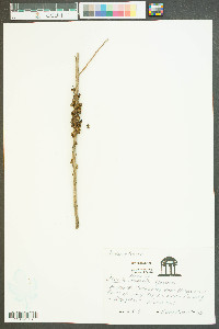 Cuscuta compacta image