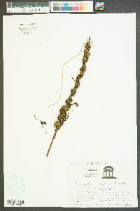 Cuscuta compacta image