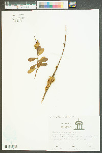 Cuscuta compacta image