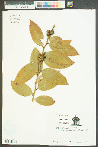 Cuscuta compacta image