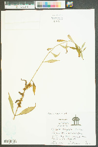 Cuscuta compacta image