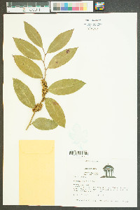 Cuscuta compacta image