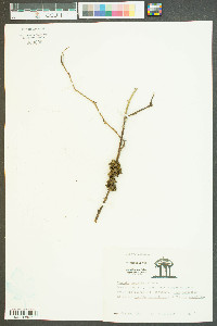 Cuscuta compacta image