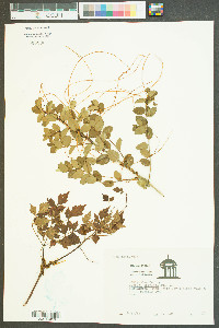 Cuscuta compacta image