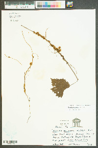 Cuscuta gronovii image