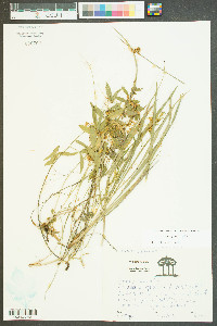 Cuscuta pentagona image