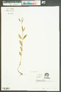 Cynoctonum mitreola image