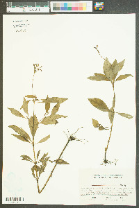 Cynoctonum mitreola image