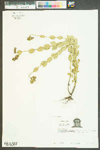 Mitreola sessilifolia image