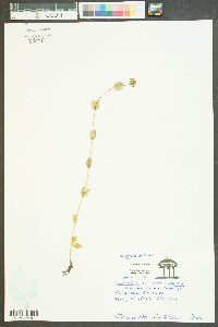 Mitreola sessilifolia image