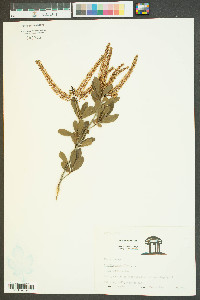 Cyrilla racemiflora image