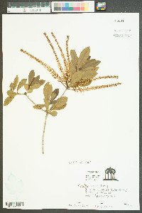 Cyrilla racemiflora image