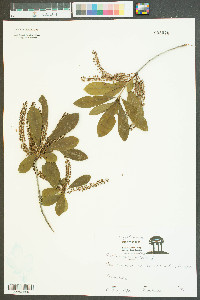 Cyrilla racemiflora image