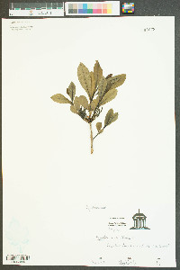 Cyrilla racemiflora image