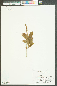 Cyrilla racemiflora image