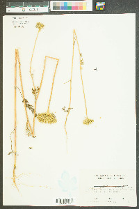 Daucus pusillus image