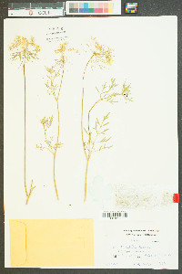 Daucus pusillus image