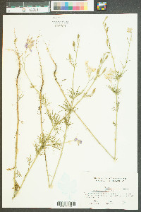 Delphinium ajacis image