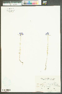 Delphinium ajacis image