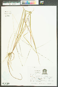 Digitaria filiformis image