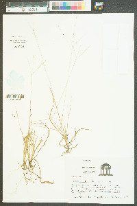 Digitaria filiformis image