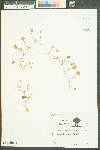 Dichondra carolinensis image