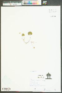 Dichondra carolinensis image
