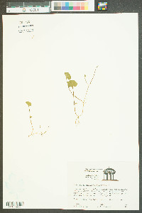 Dichondra carolinensis image