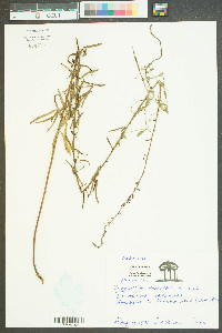 Desmodium tenuifolium image