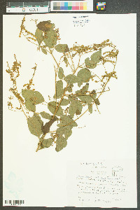 Desmodium tortuosum image