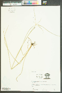 Rhynchospora colorata image