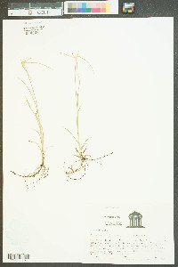 Rhynchospora colorata image