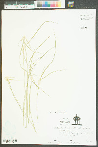 Rhynchospora colorata image