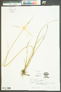 Dichromena latifolia image