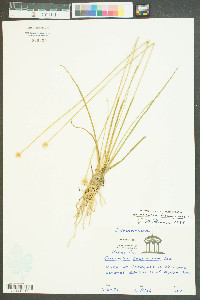 Eriocaulon compressum image